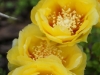 Prickly Pear Cactus flower in Iowa on grounds