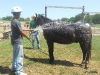 Giving the horse a bath